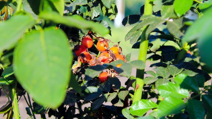 Rosehips on a rose bush