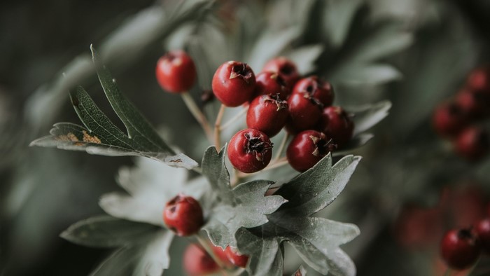 Close-up of red berries on a branch