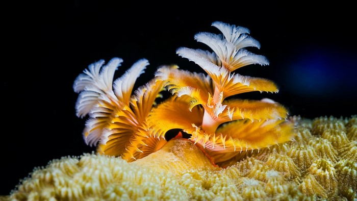Christmas tree worm on coral reef