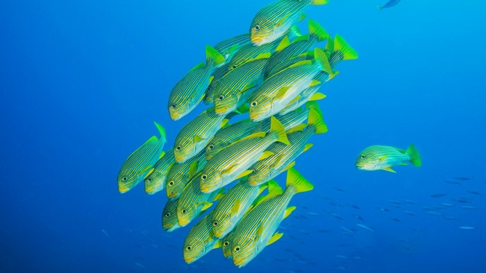 School of Striped Fish in Blue Ocean