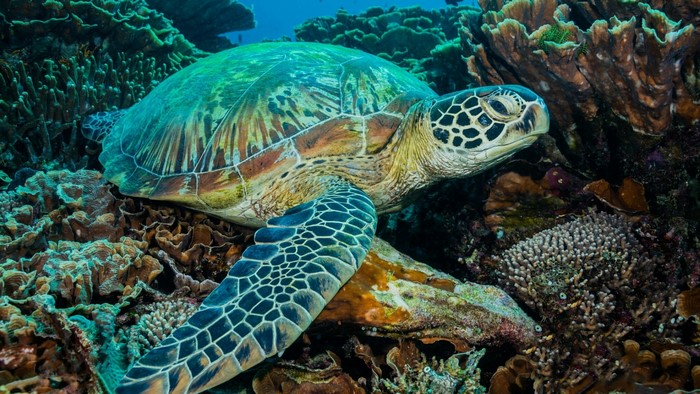 Green sea turtle resting on coral reef