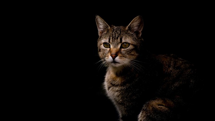 Tabby cat with green eyes on black background