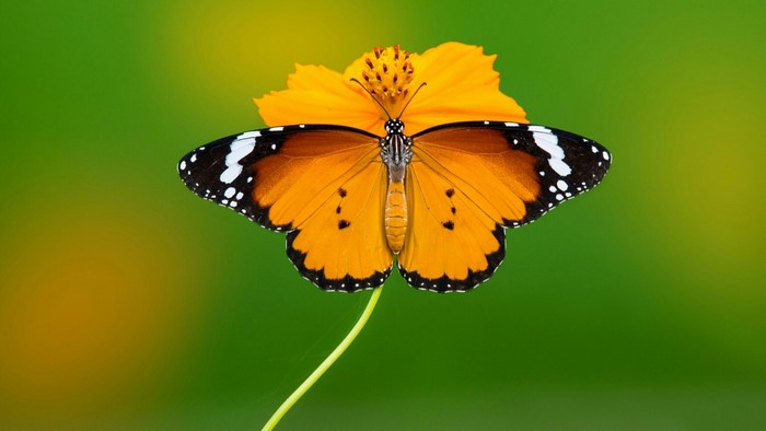 Orange butterfly on a yellow flower
