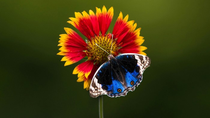 Blue butterfly on a red and yellow flower