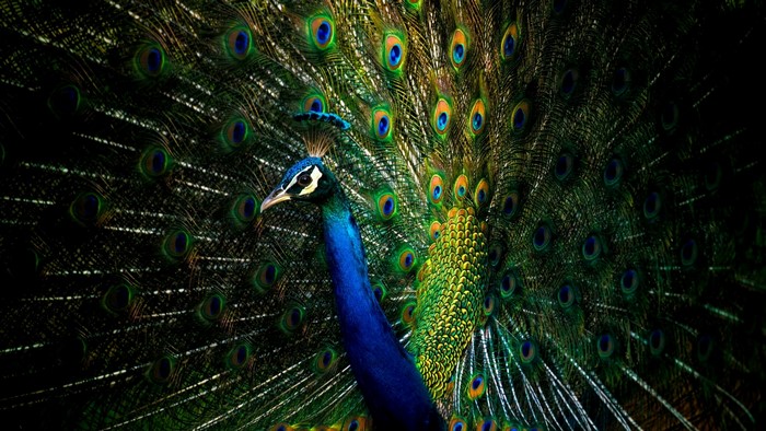 Peacock with fanned tail feathers