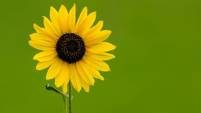 Sunflower with a green background