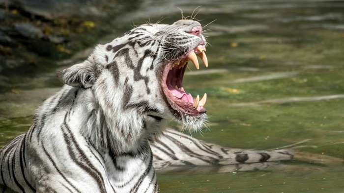 White Tiger Yawning in Water
