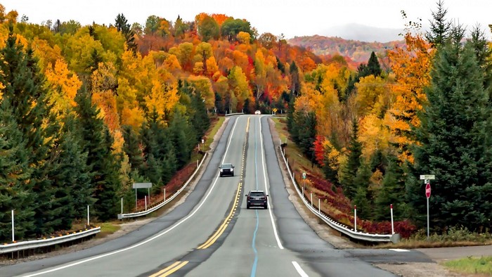 Road through autumn forest