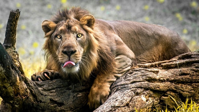 Lion lying on a log with tongue out