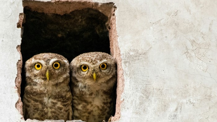 Two spotted owls peeking out of a hole