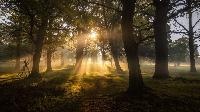 Sunbeams through trees in a forest at dawn