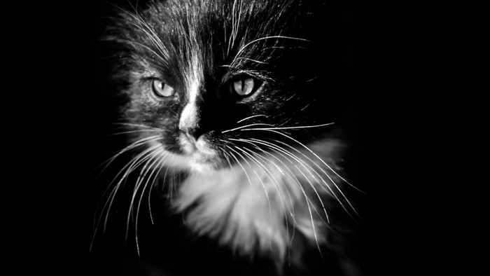 Black and white portrait of a fluffy cat