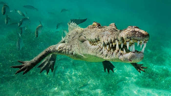 Crocodile swimming underwater with fish