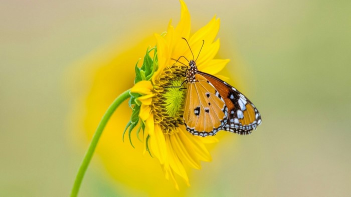 Butterfly on a Sunflower