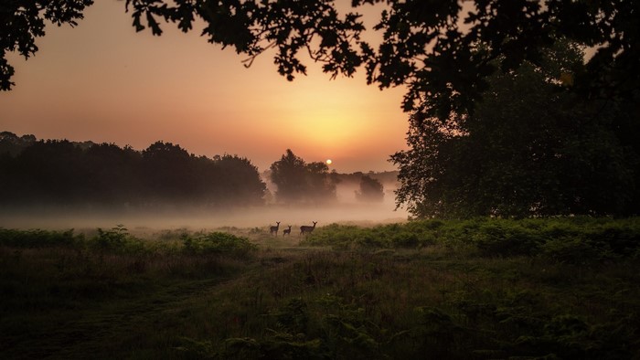 Deer in foggy sunrise forest