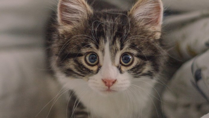 Close-up of a tabby kitten's face