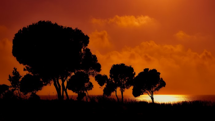 Silhouette of trees against a sunset glow