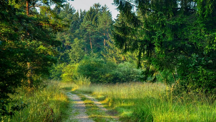 4K Nature Forest Path