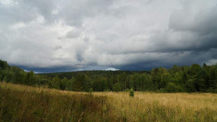 Stormy sky over a forest and meadow