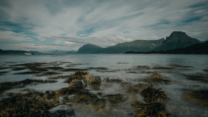 Mountains over a calm lake with seaweed in the foreground