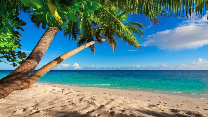 Tropical Beach with Palm Trees and Ocean