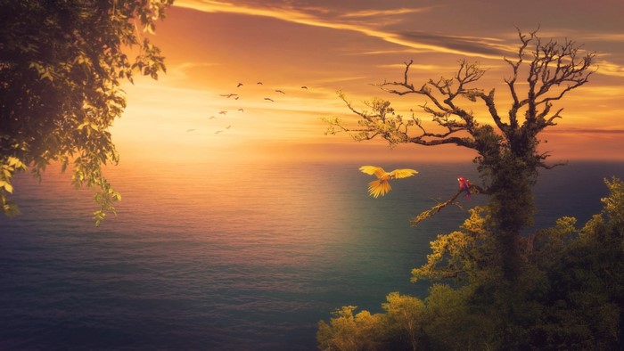 Sunset over the ocean with birds and parrots