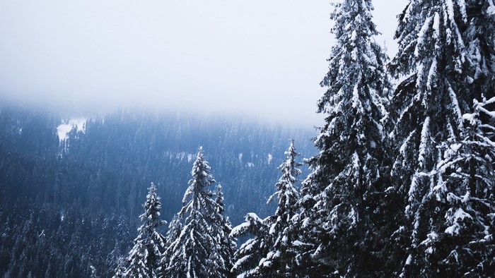 Snow-covered pine forest in the mountains
