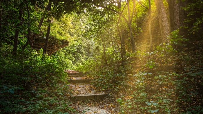 Sunlight filtering through a forest with a stone staircase