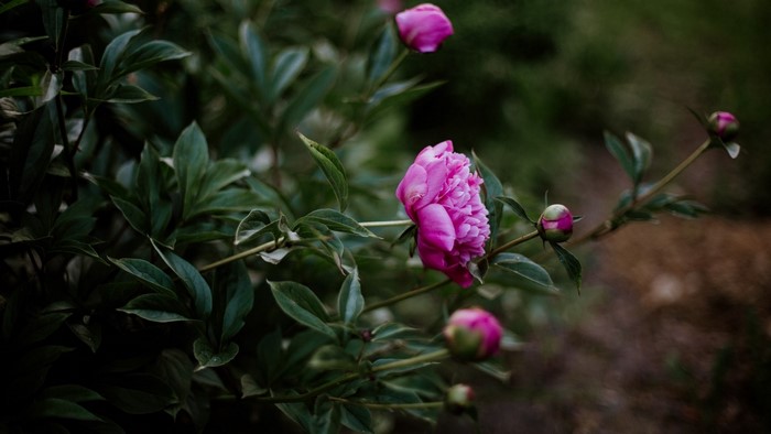 Pink Peony Flowers and Buds