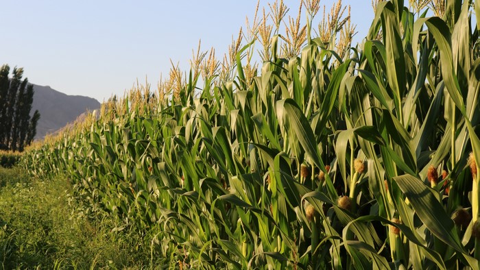 Cornfield with Mountains and Trees