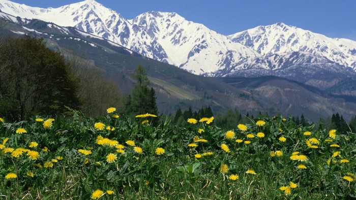 Snow-capped mountains and yellow flowers