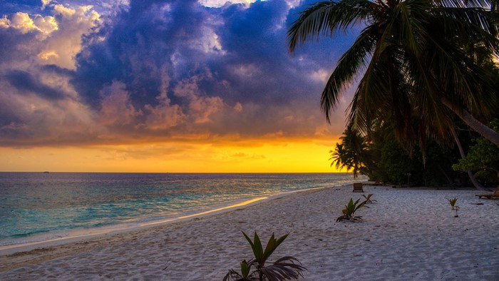 4K Beach Sunset with Palm Trees