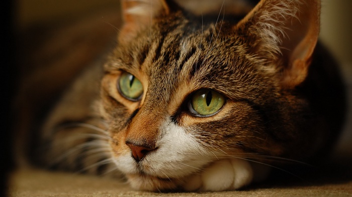 Close-up of a tabby cat's face