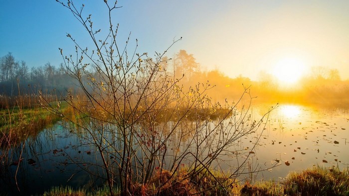 Sunrise over a misty lake with bare trees