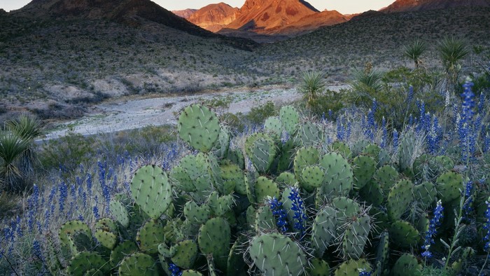 Prickly pear cactus and bluebonnets in Big Bend National Park