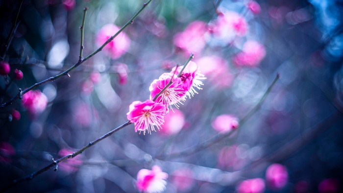 Pink plum blossoms on branches in soft focus