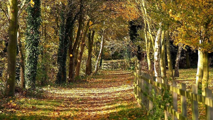 Autumn path through a forest with a wooden fence