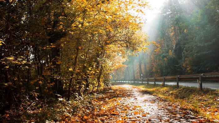 Autumn forest road with fallen leaves