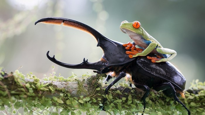 Red-eyed tree frog riding a rhinoceros beetle