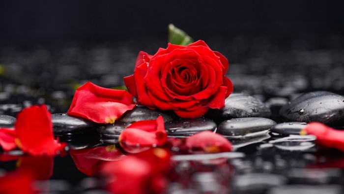 Red rose on wet black stones