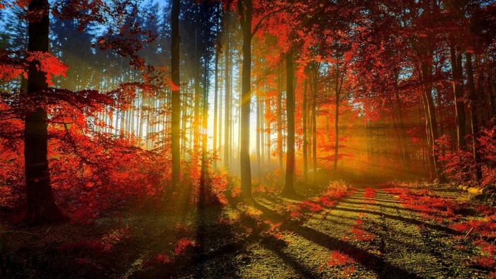 Autumn forest with sunbeams