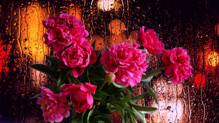 Pink Peonies on a Rainy Window Background