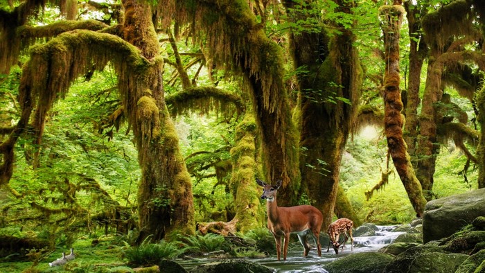 Deer in a moss-covered forest with a stream