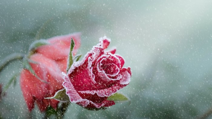 Red rose covered in frost during snowfall