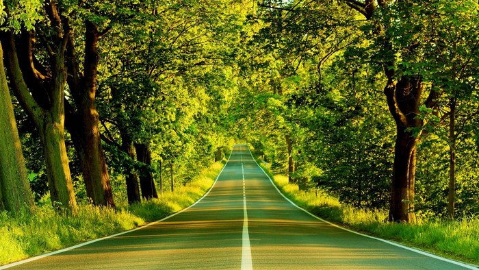 Road through a green forest tunnel