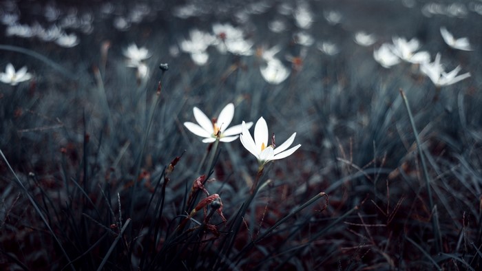 White flowers in a dark, grassy field