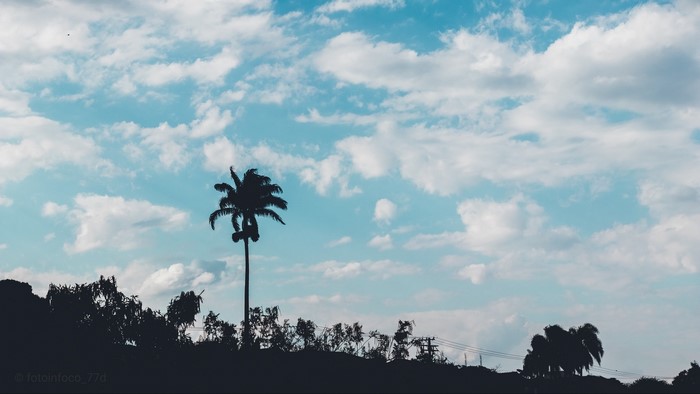 Silhouette of a palm tree against a cloudy sky