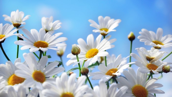 White daisies against a blue sky