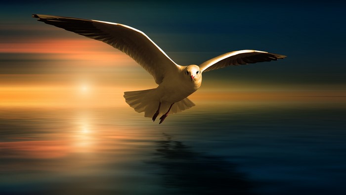 4K Seagull flying over the ocean at sunset
