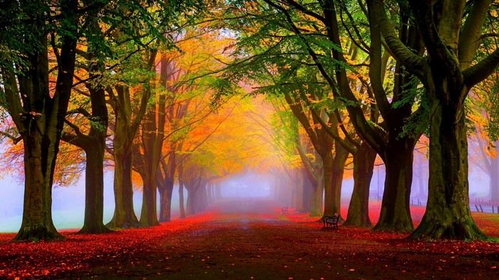 Autumn tree-lined path with fallen leaves
